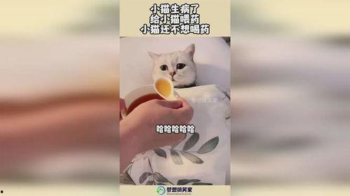 网红小猫喝药了吗,网红小猫喝药了吗？揭秘宠物用药那些事儿