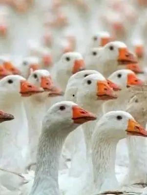 八鹅吃瓜菌会火不空娱乐