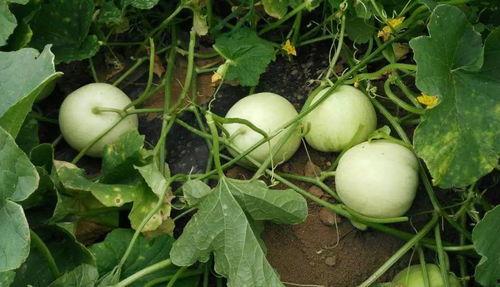 广州市吃瓜影视娱乐,解码城市光影盛宴