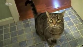 娱乐吃瓜君七七猫咪