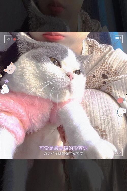 娱乐吃瓜君七七猫咪