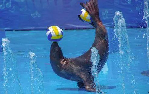 娱乐吃瓜君海狮,揭秘娱乐圈那些不为人知的幕后故事