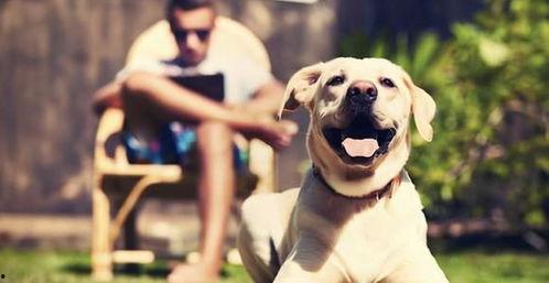 娱乐吃瓜酱狗走丢,狗狗走丢,网友助力寻回温馨故事