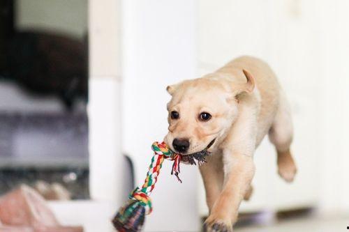 娱乐吃瓜酱狗走丢,狗狗走丢,网友助力寻回温馨故事