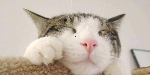 娱乐吃瓜酱猫拦截,揭秘娱乐圈幕后故事